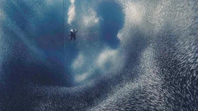 Photo of a diver surrounded by a school of small fish underwater