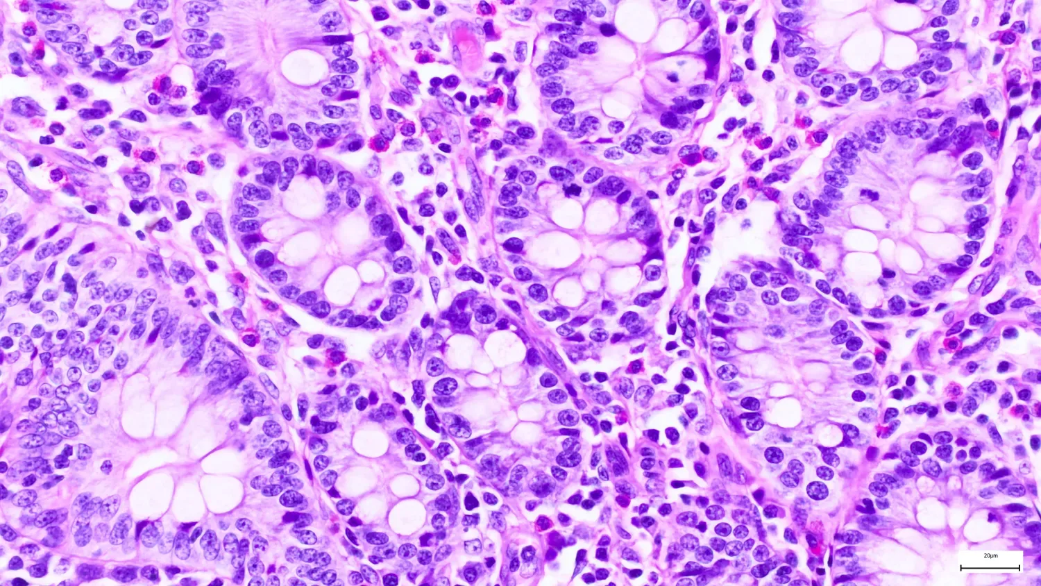 Microscopic image of a cell